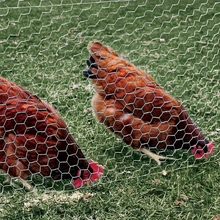 Naložite sliko v pregledovalnik galerije, Fleksibilna mrežasta ograja za kokošnjak – 25 m dolžine