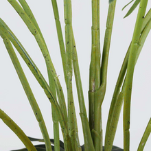 Naložite sliko v pregledovalnik galerije, Umetna palma v vazi – 150 cm visoka